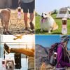 Dog Water Bottle with Filter, Portable Travel Dog Water Dispenser with Food Container & Dog Poop Bags Rolls, Leak Proof, Machine-Wash, Food Grade Plastic - Cycling & Long Flight (Pink, 10 oz) - Image 6