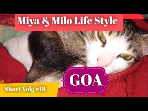 Miya & Milo LIFESTYLE GOA Short Vlog #18